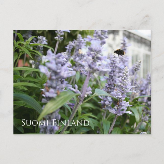 Finland in Flowers, 6th in a series Postcard (Front)