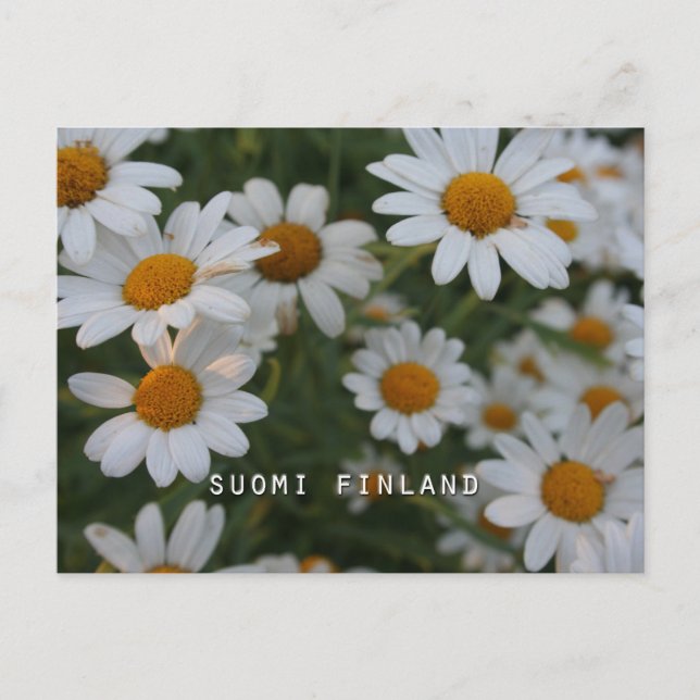 Finland in Flowers, 8th in a series Postcard (Front)