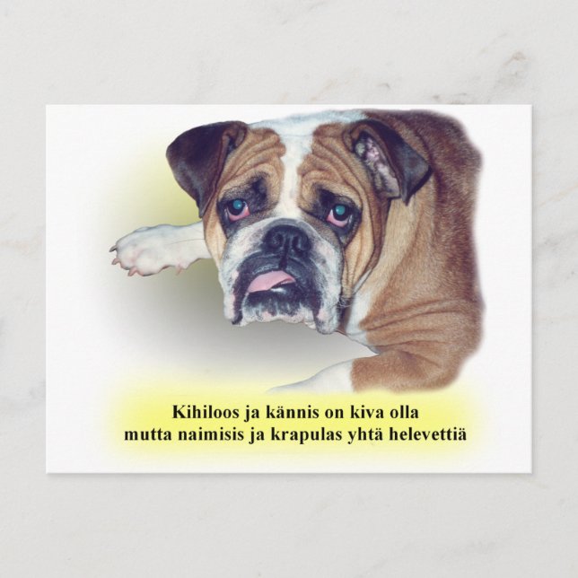 Finnish hangover bulldog postcard (Front)