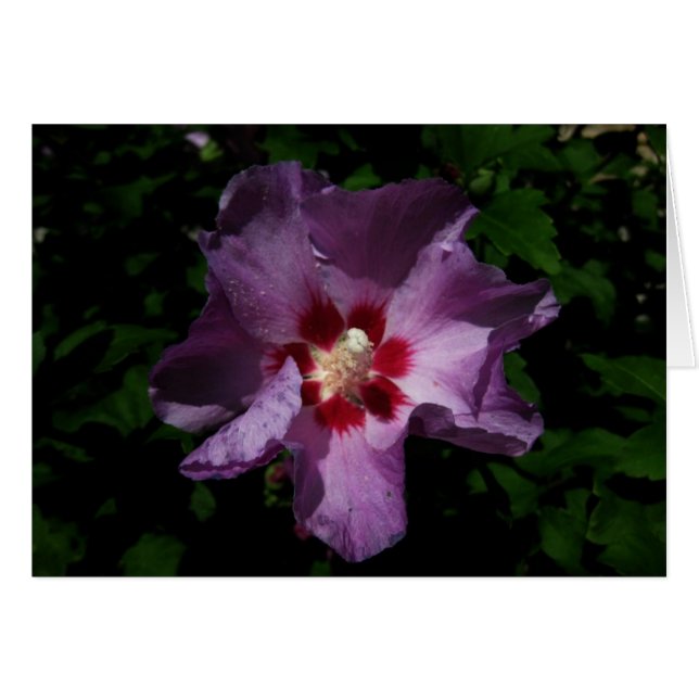 Finnish-Hyvää Syntymäpäivää-purple flower (Front Horizontal)