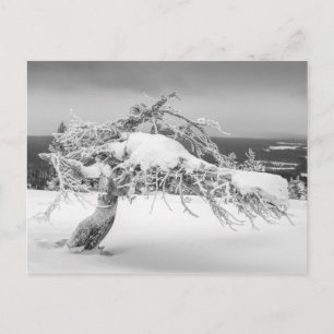 Finnish winter nature postcard