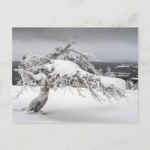 Finnish winter nature postcard
