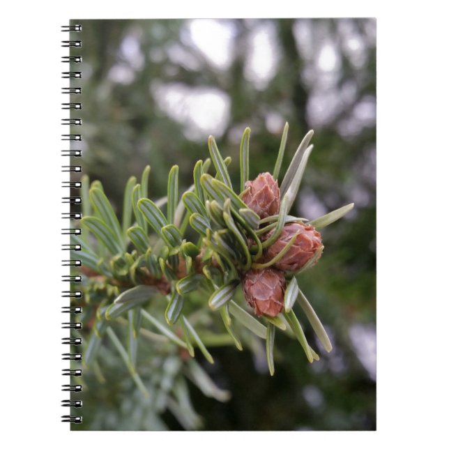 Fir buds spiral notebook (Front)