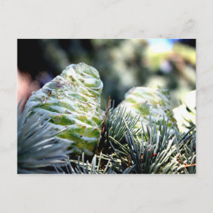Fir Cone Postcard
