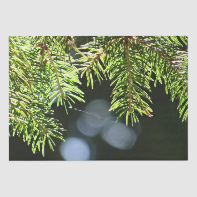 Fir pine needles with bokeh tissue paper (Front)