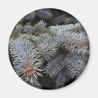 fir tree buds