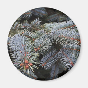 fir tree buds magnet