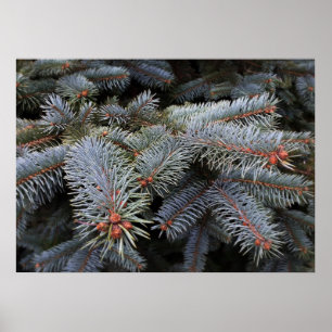 fir tree buds poster