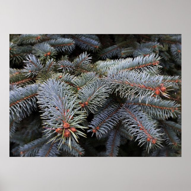 fir tree buds poster (Front)