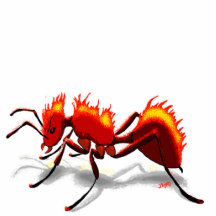 Fire Ant!