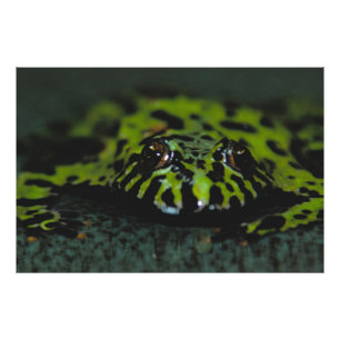 Fire Bellied Toad Closeup Photo Print