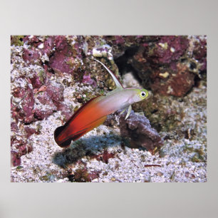 Fire Dart Goby Poster