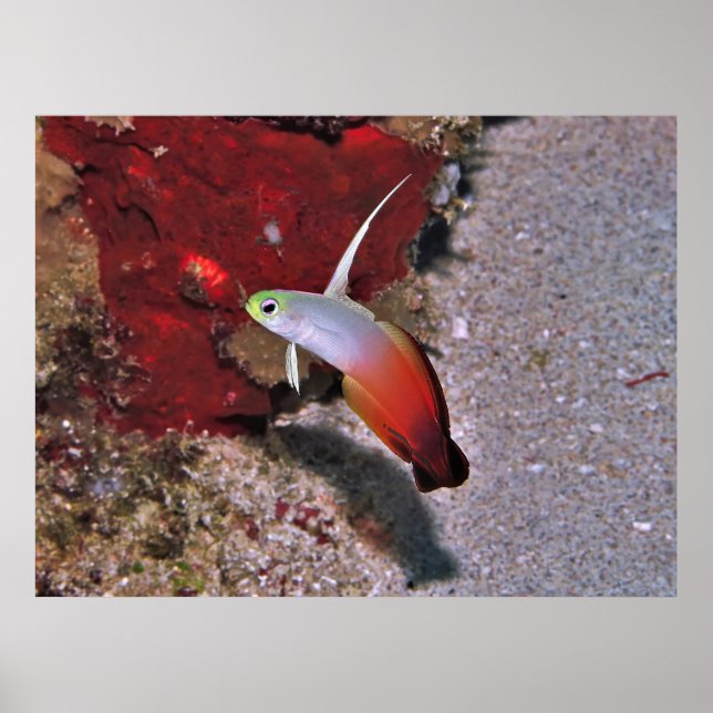 Fire Dartfish Poster (Front)