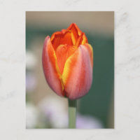 Fire Flower