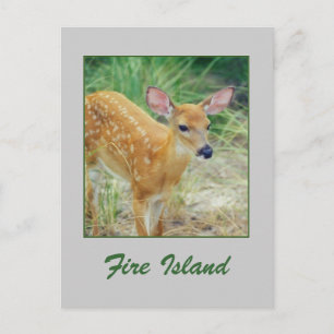 'Fire Island Fawn' Postcard