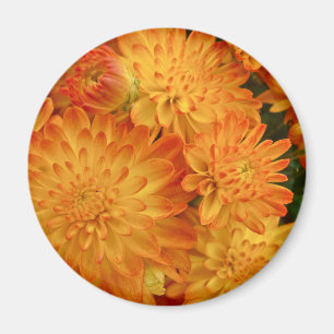 Fire Orange Chrysanthemums Magnet