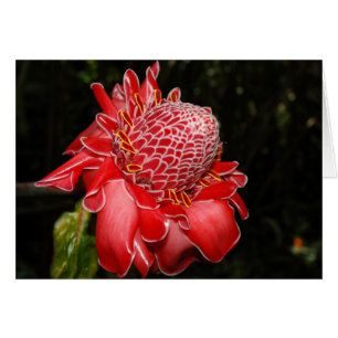 Fire Red Protea
