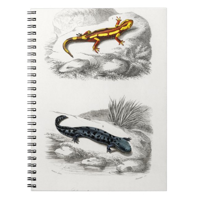 Fire Salamander and Hellbender Salamander Notebook (Front)