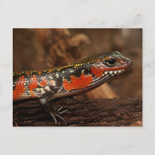 Fire skink postcard
