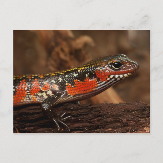 Fire skink postcard (Front)