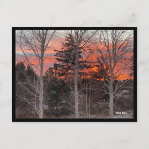 Fire Sky Through Winter Trees Postcard