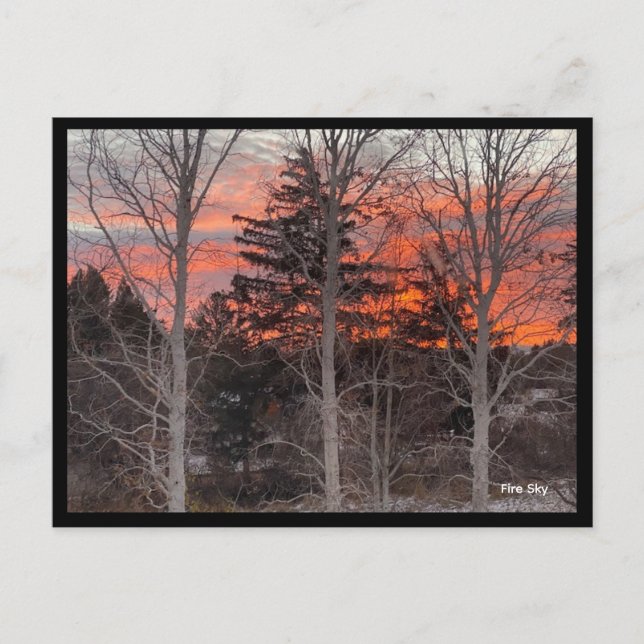 Fire Sky Through Winter Trees Postcard (Front)