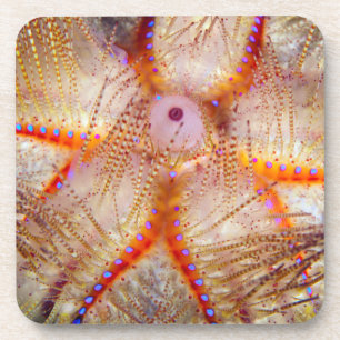 Fire Urchin Hard Plastic Coasters (set of 6)