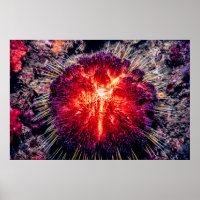 fire urchin