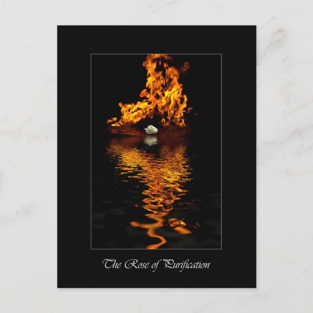 Fire & White Rose Flower Romance Postcard (Front)