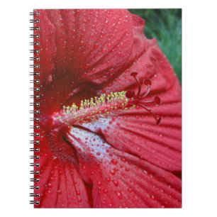 Fireball Hibiscus Flower With Raindrops Photo Spiral Notebook