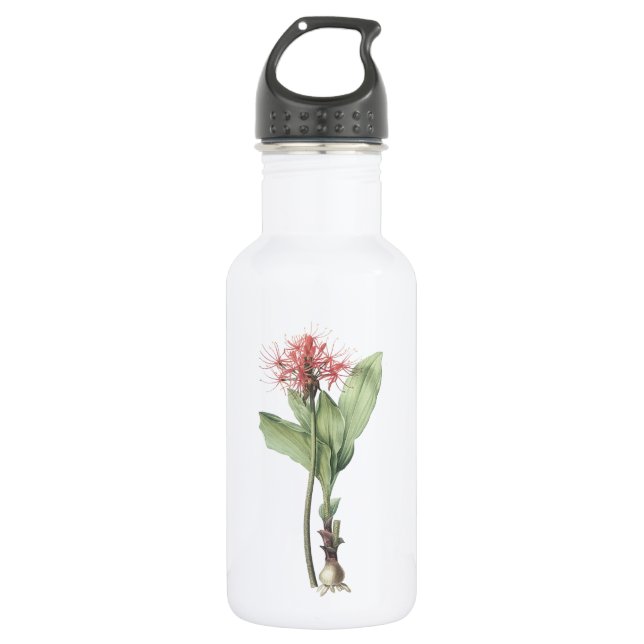 fireball lily(Haemanthus multiflorus) by Redouté 532 Ml Water Bottle (Front)