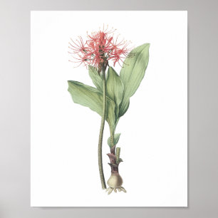 fireball lily(Haemanthus multiflorus) by Redouté Poster