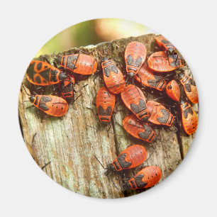 Firebugs Magnet