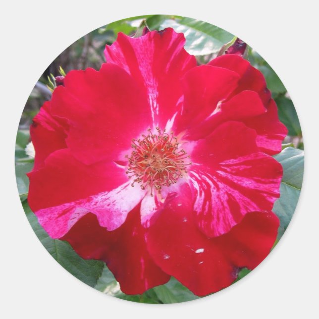 Firecracker Rose ~ Single Bloom Classic Round Sticker (Front)