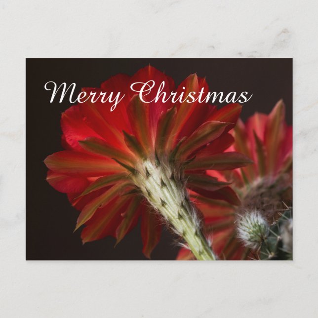 Firelight Cactus all around , Merry Christmas Holiday Postcard (Front)