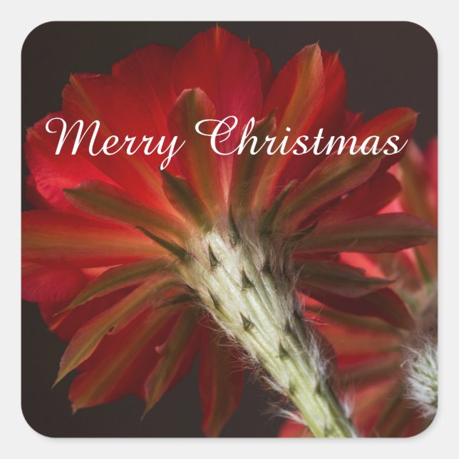Firelight Cactus all around , Merry Christmas Square Sticker (Front)