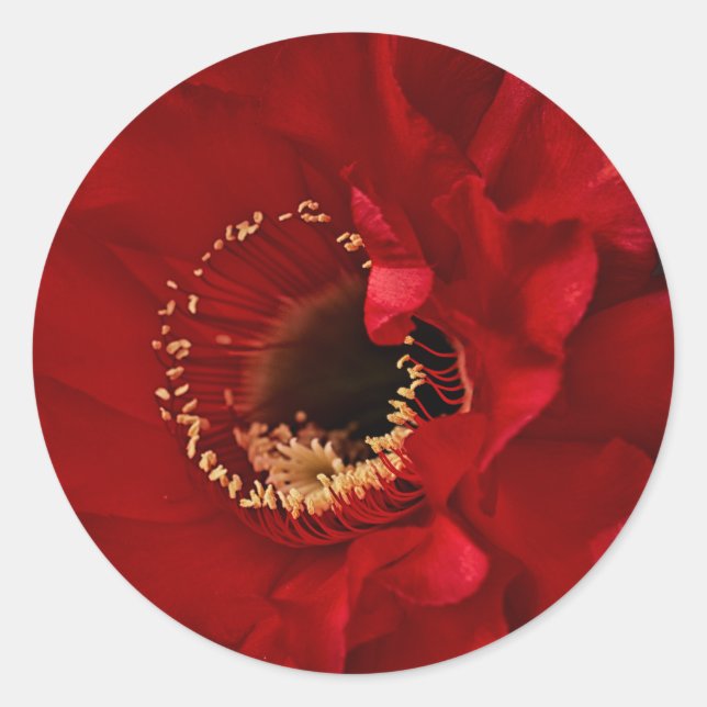 Firelight cactus flower classic round sticker (Front)
