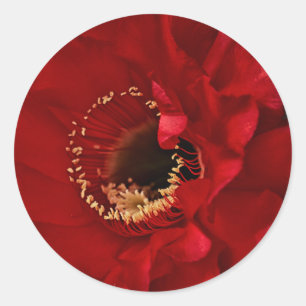 Firelight cactus flower classic round sticker