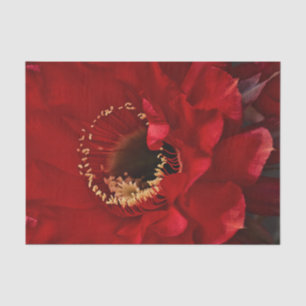 Firelight Cactus flower Tissue Paper