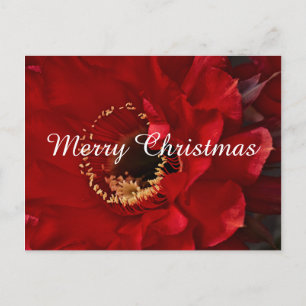 Firelight Cactus, Merry Christmas Holiday Postcard