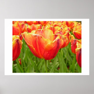 Firelight Tulip print