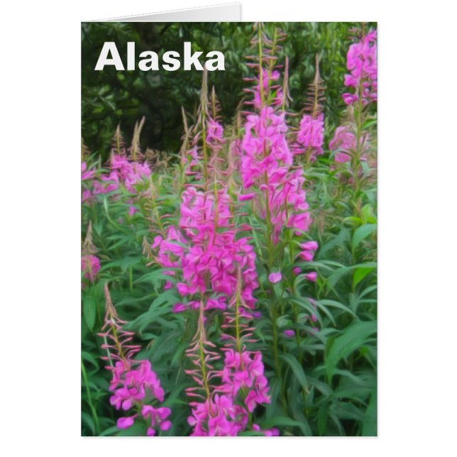 Fireweed (Front)