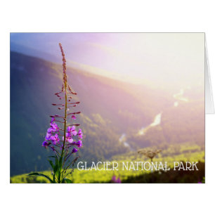 Fireweed at Glacier National Park
