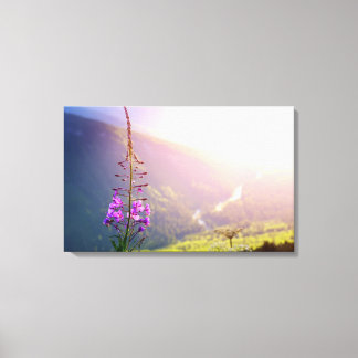 Fireweed at Glacier National Park Canvas Print