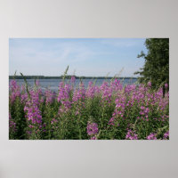 Fireweed Beach
