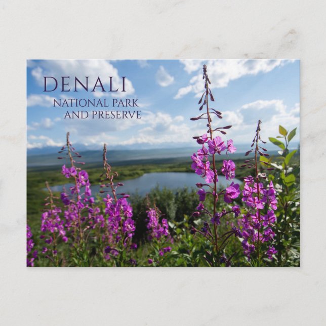 Fireweed Blossoms, Wonder Lake Denali NP, Alaska Postcard (Front)