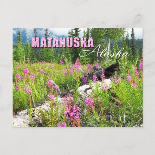 Fireweed flowers in Matanuska Valley, Alaska Postcard (Front)