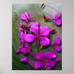Fireweed in a Hurricane Poster