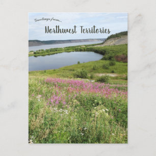 Fireweed in Tsiigehtchic Northwest Territories  Postcard