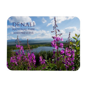 Fireweed on Hill above Wonder Lake, Denali Magnet